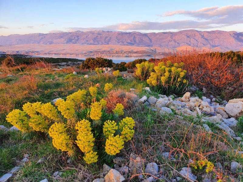 Dom Chorwacja - Pag  przy plaży, basen ogrzewany na wyłączność,