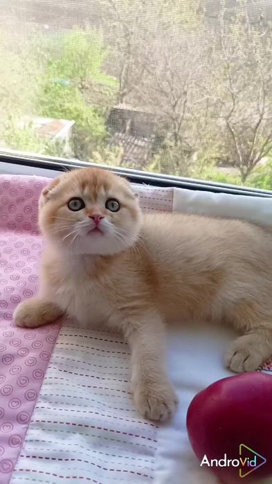 Дуже ніжний котик золота шиншила