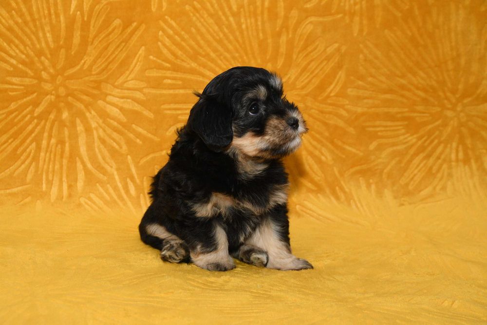 Piesek Hawańczyk z rodowodem ZHPR UCI