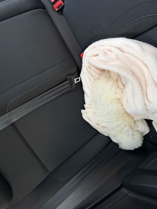 Bichon maltes disponivel