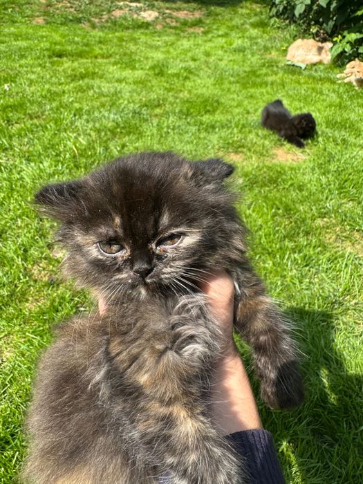 Котики персицикі