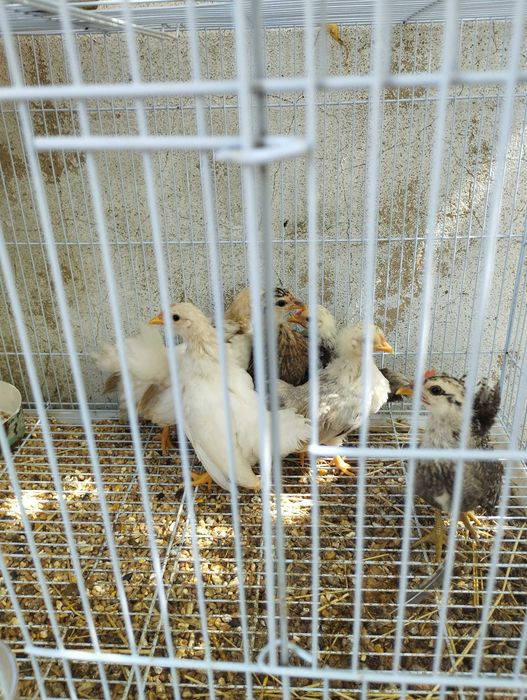 seramas mini galinha