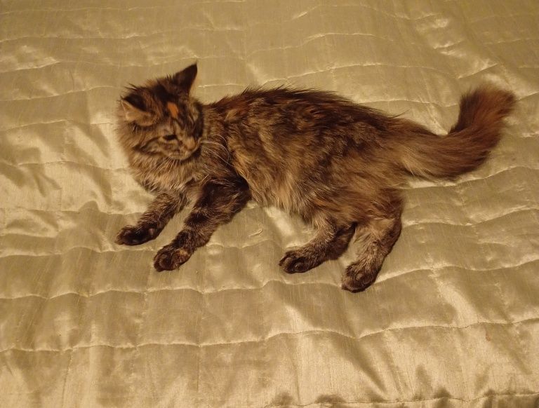 Kotka Maine Coon - Chrupka