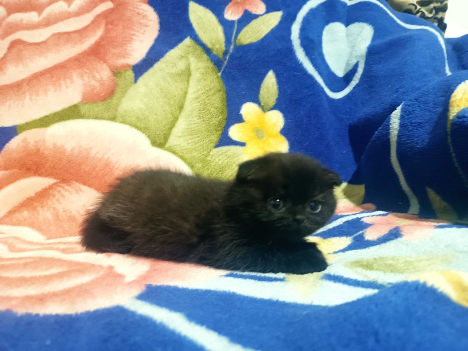 Шотландские котята