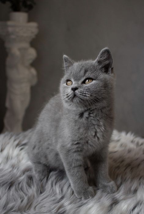 Шотландський котик.