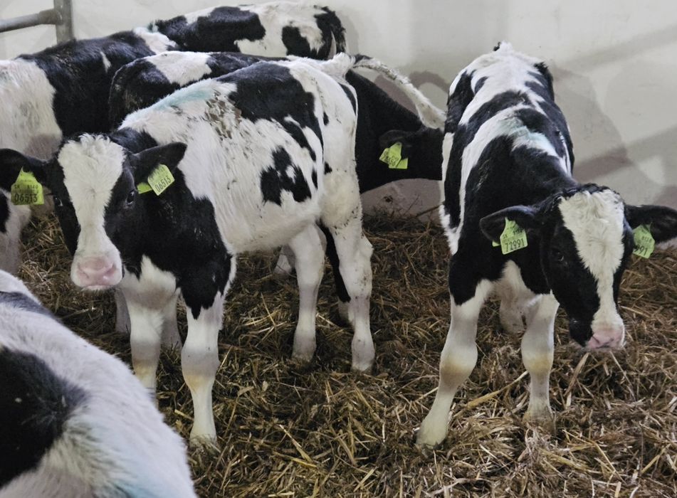 Byczki 1.5/2 miesięczne