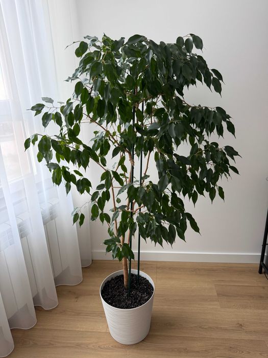 Фікус Бенджаміна 155см