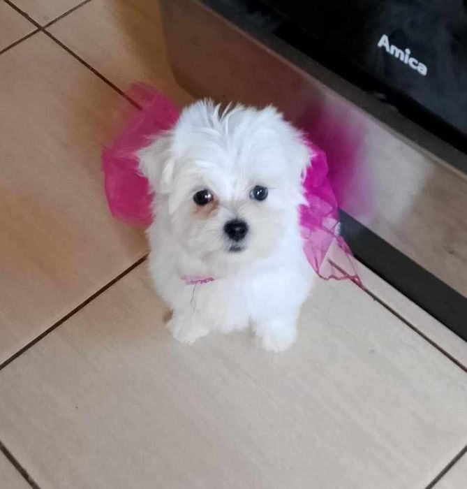 Maltańczyk szczeniak piesek