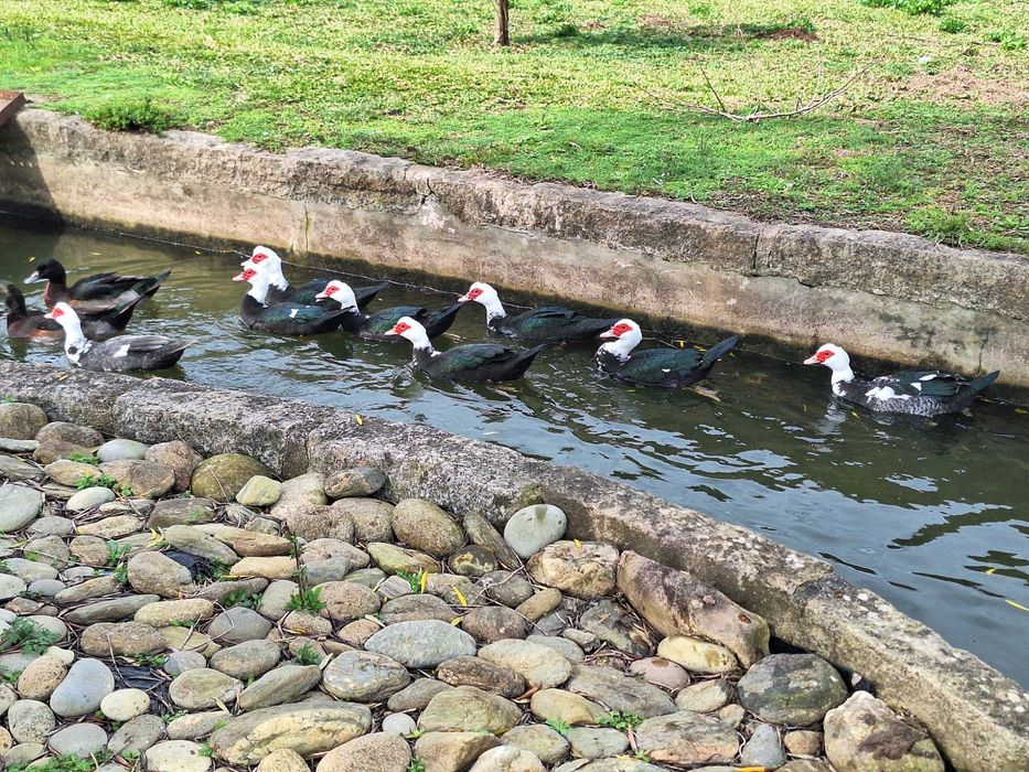 Patas e Patos Mudos Criação Caseira