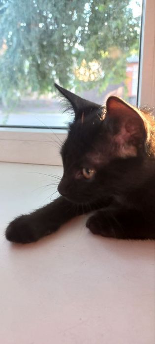 Кошенята в добрі руки