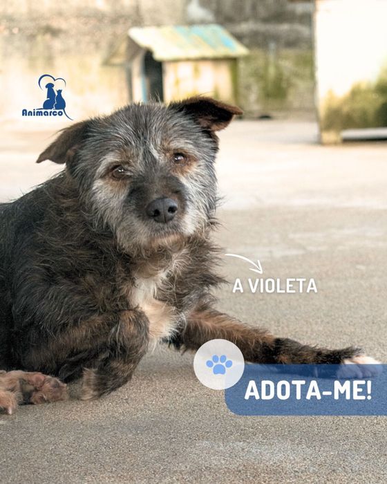 Violeta cadela porte medio para adoção