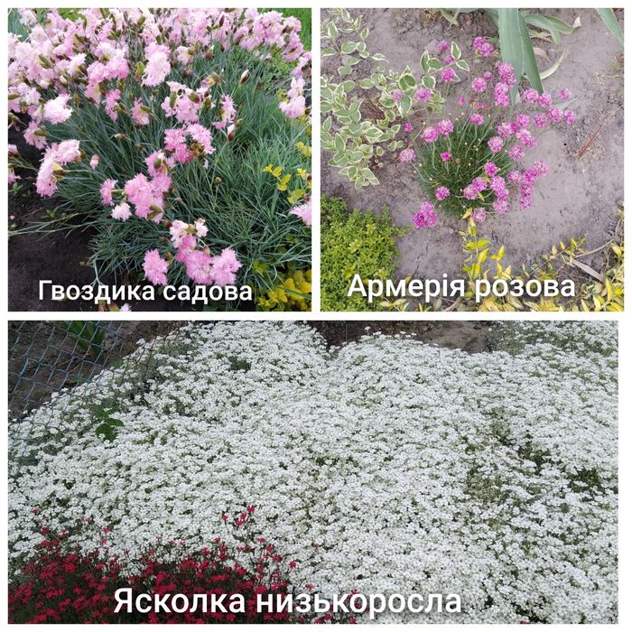Почвопокровні багаторічники гвоздика армерія ясколка