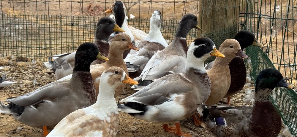 Patos Mignon  Palmela/Setubal