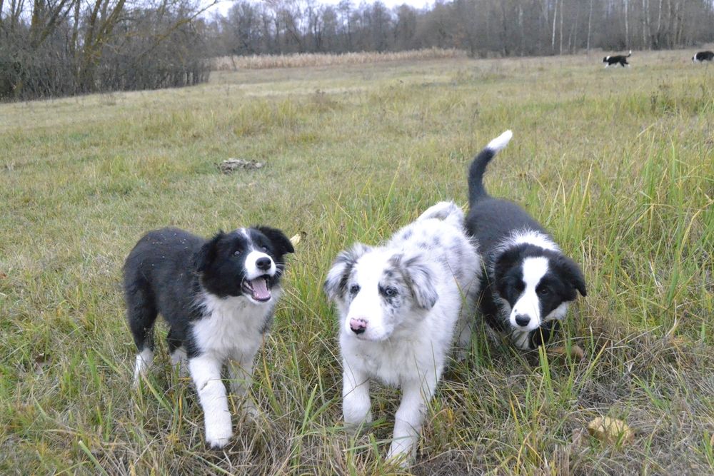 Цуценята Бордер Колли