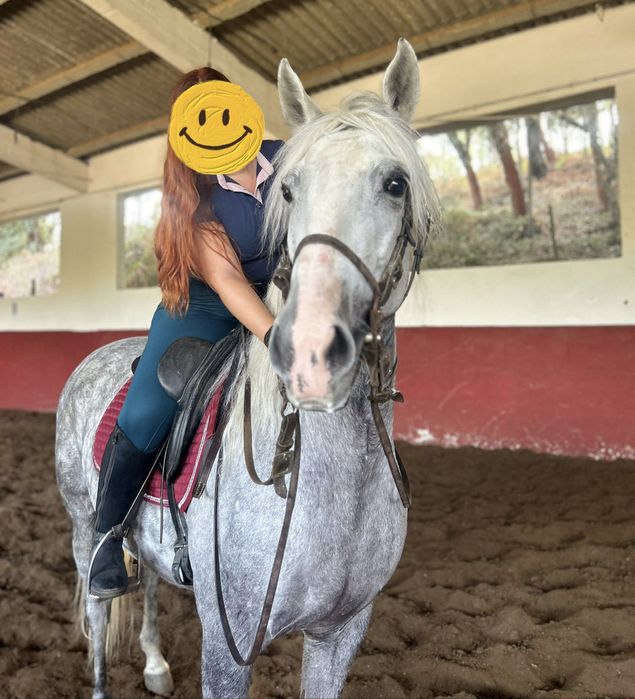 Égua Russa para venda - reservada