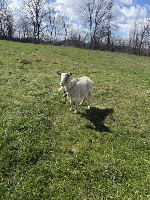 Продам кози молоді