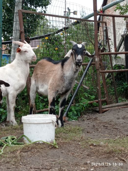 Kozioł koziołek capek anglonbijski AN  87%