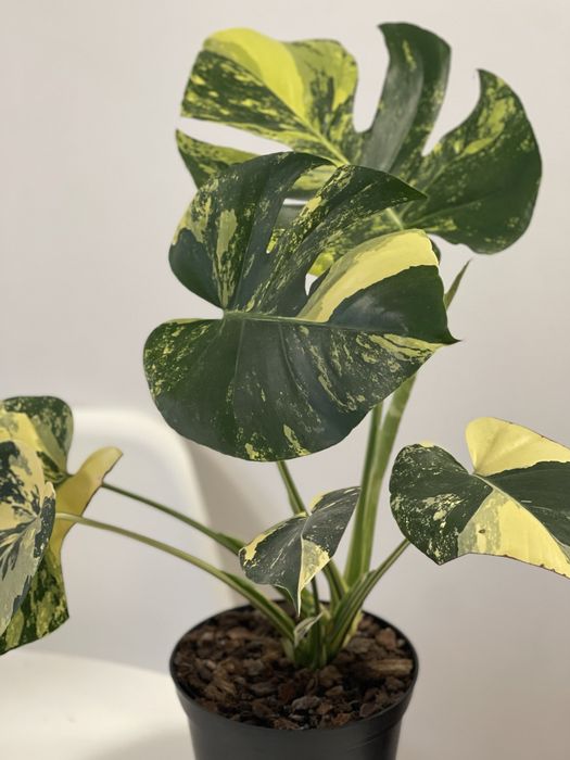 Planta Monstera aurea