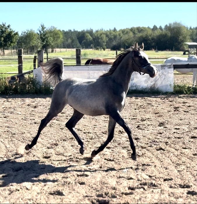 Ogier arabski - Kapitano oo - RFI FARID oo - SHANGHAI EA oo