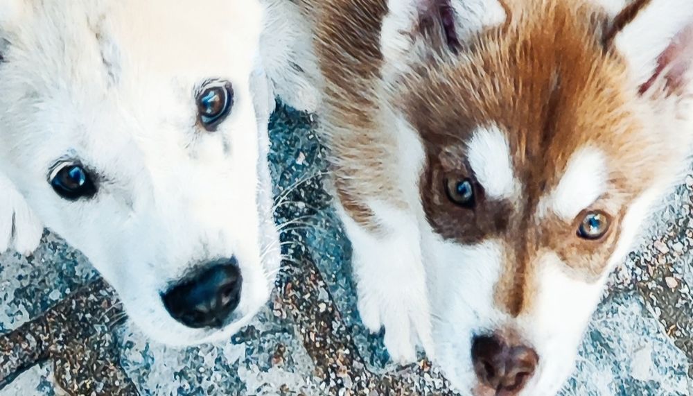 Сибірський хаскі