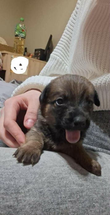 Oddam  za darmo  psy