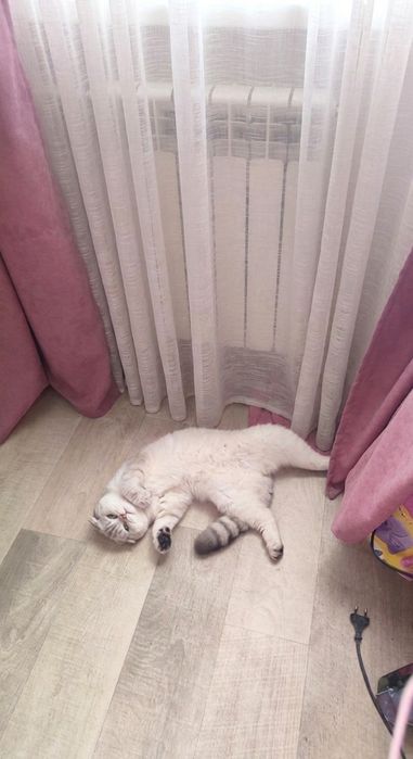 Шотланскі кошенята