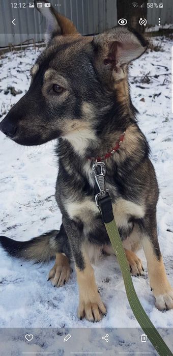 МЭРИ -  щенок овчарки и лайки