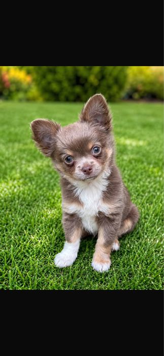 Chihuahua dlugowlosy promocja