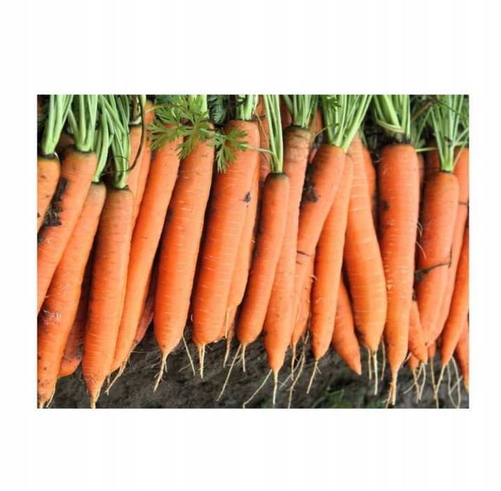 Nasiona Marchew Fantazja 50g -BEJO !