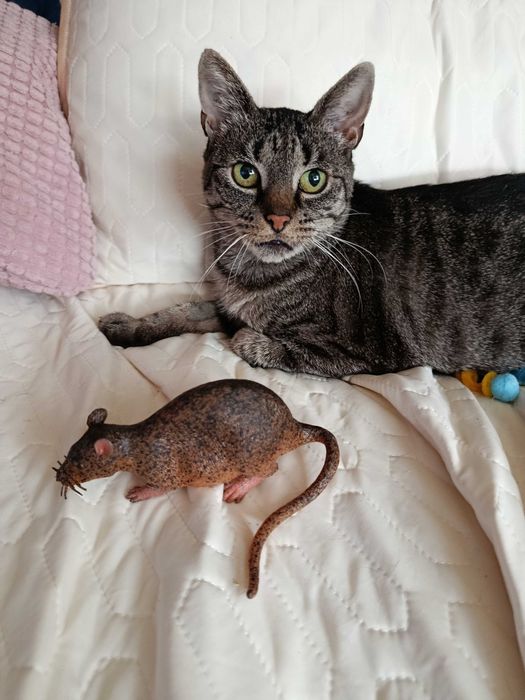 Coco-9 lat i Inka -3 m-ce do adopcji