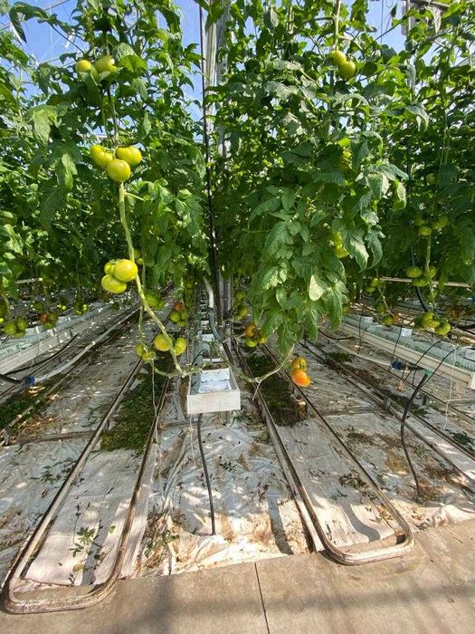 Теплиця типу Венло 1,7 га (плівка, теплиця, труби, Венло)