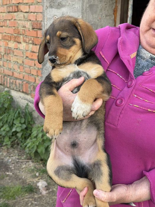Цуценя, песик, собака