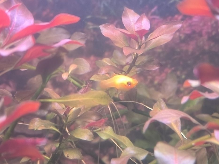 Molly Amarelos - Bebés e Adultos disponíveis