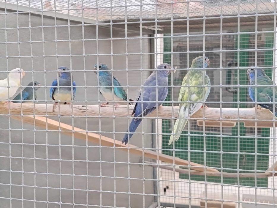 Neophemas Esplendidos