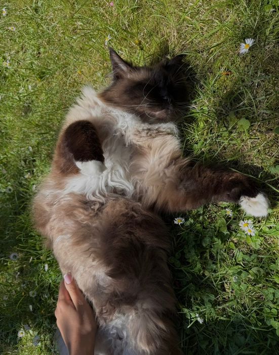 zaginął kot ragdoll