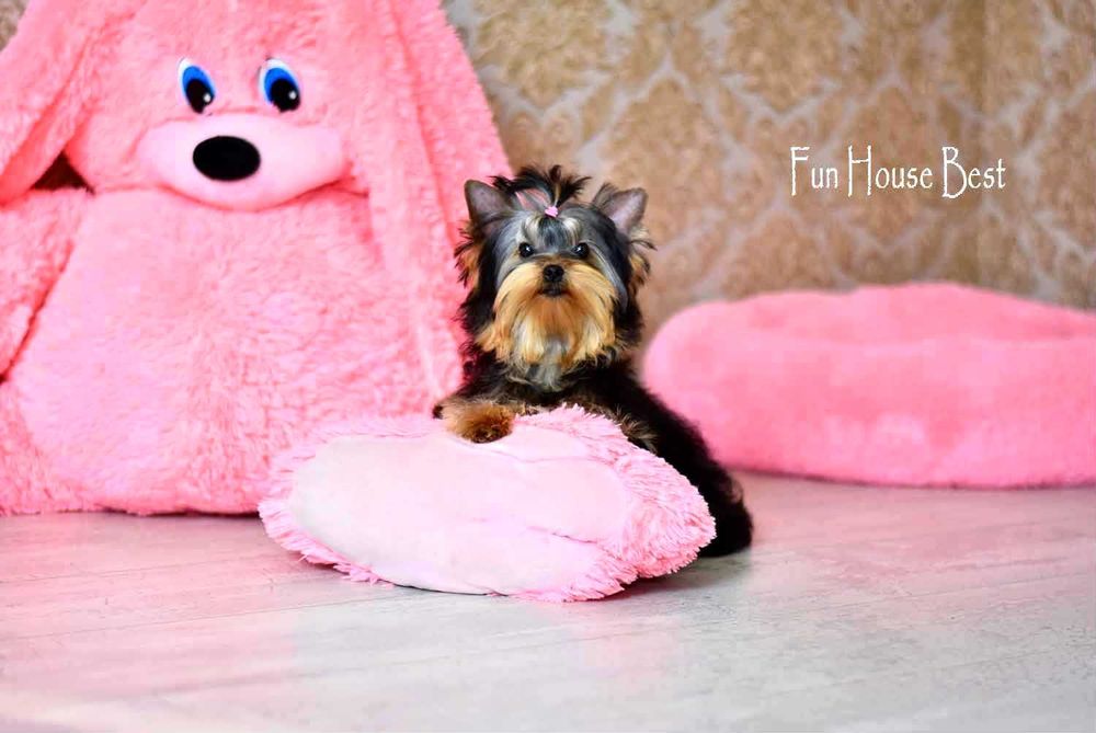 Мини эксклюзивчик - шикарная девочка йорк с очень густой шерстью!