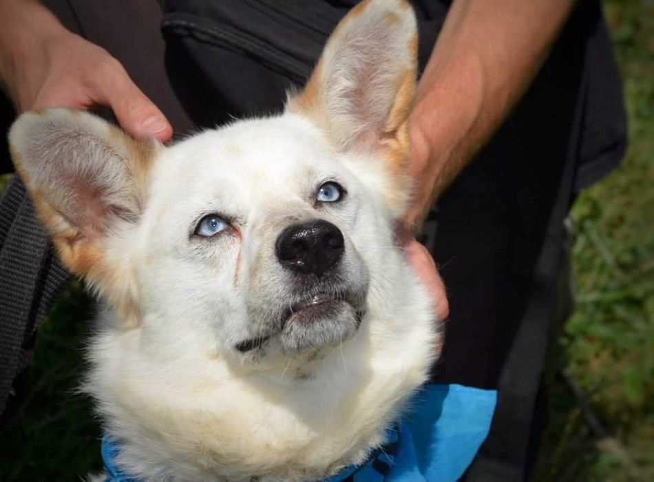 Kacper - niebieskooki prześliczny samotny ADOPCJA
