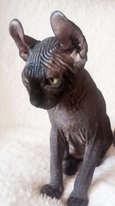 Двельф Эльф Клубні кошенята Єксклюзив.