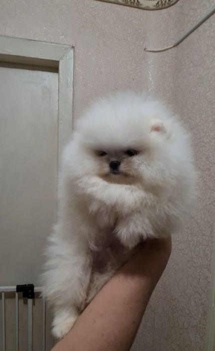 Вязка.Померанский Белый шпиц.FCI