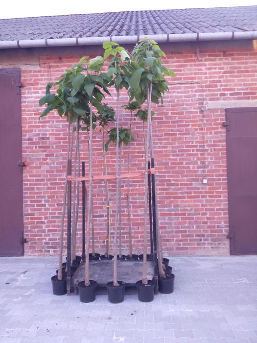 Katalpa catalpa nana surmia