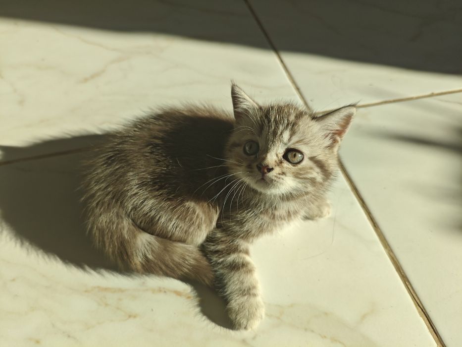 Шотландские котята