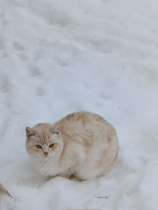 Котики в пошуках дому!!!