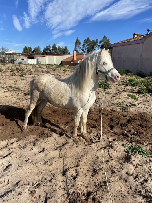 Ponei welhs  isabel so para cobricoes