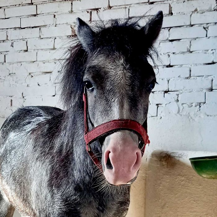 Продається поні кобила жеребна