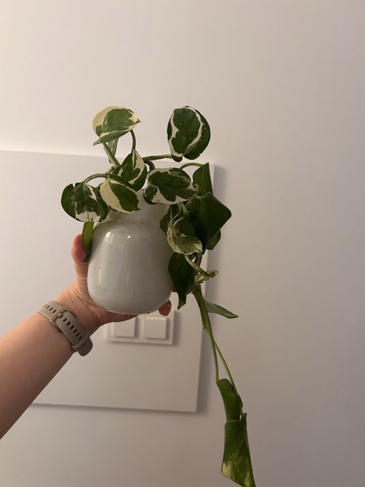 Epipremnum 2 odmiany REZERWACJA