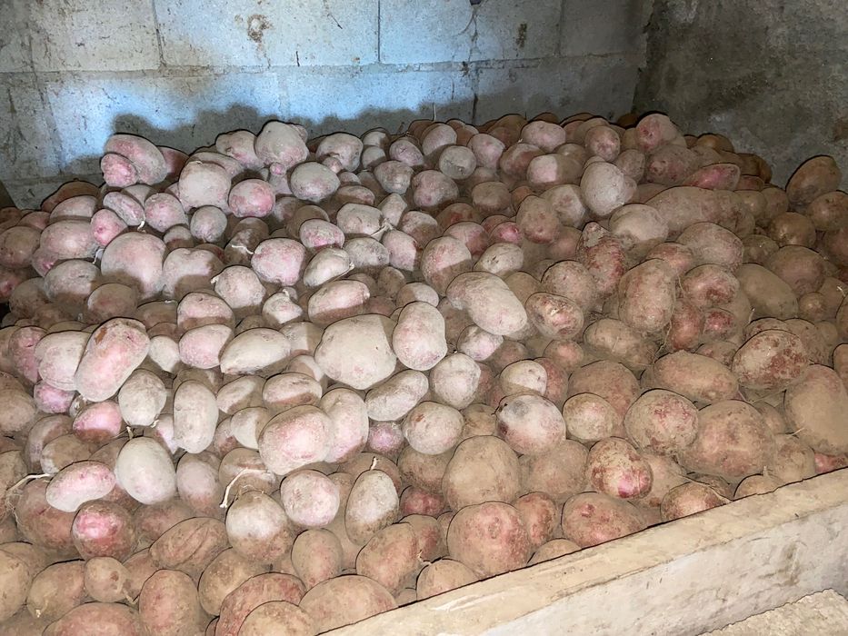 Vendo batatas saco de 20kg