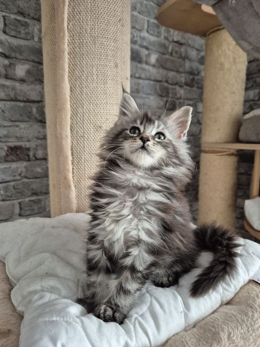 Kotka pochodzenie FPL Maine coon