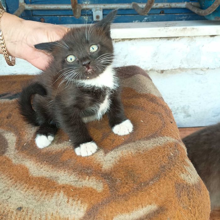 Котенок в добрые руки