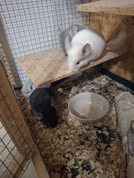 szynszyle różnego koloru