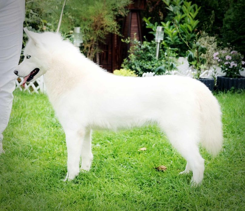 białe siberian husky ZKwP FCI